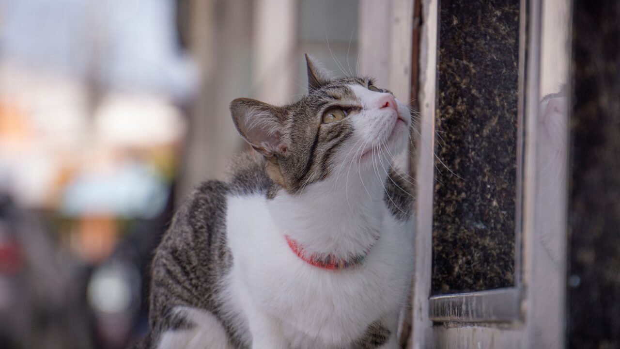 Gato oliendo intensamente algo con la nariz muy activa