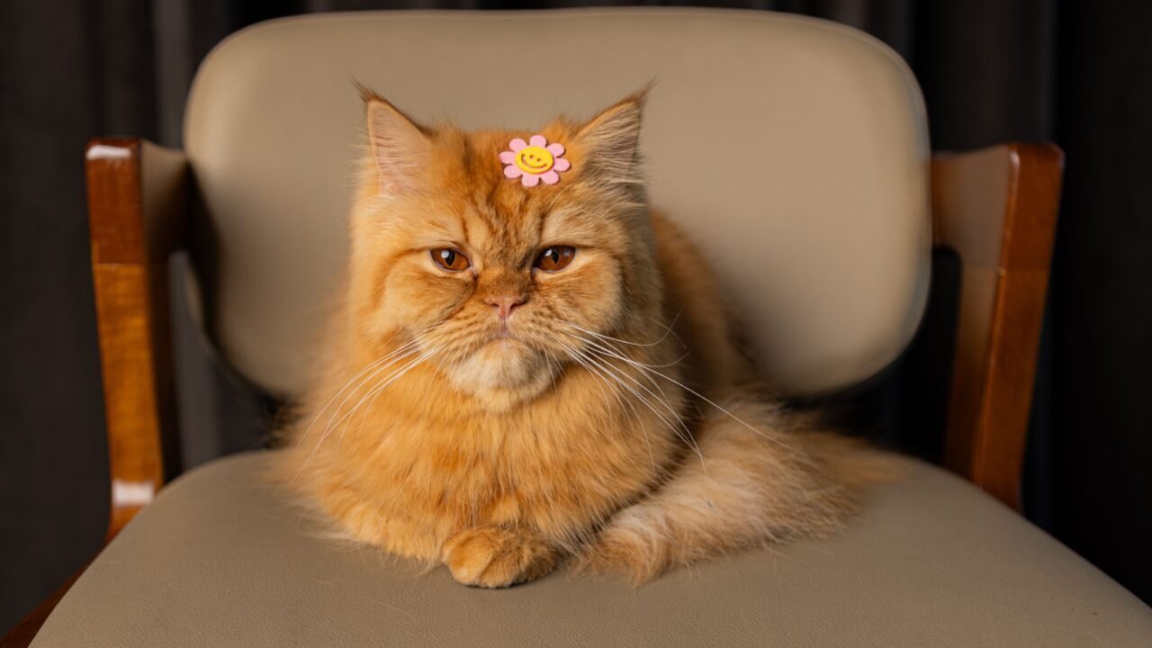 Gato persa de cara plana con ojos llorosos