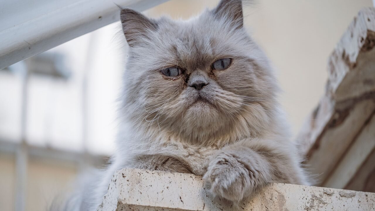 Exotic Shorthair: persiano a pelo corto visto da vicino