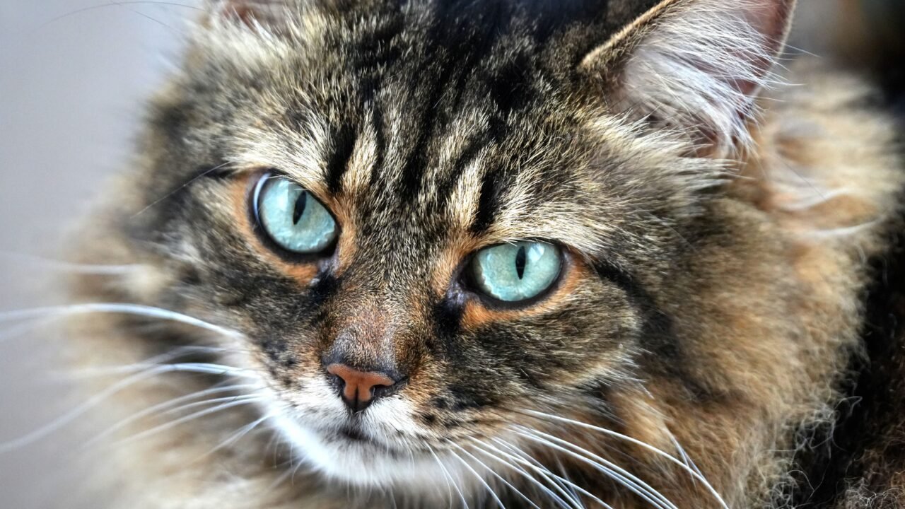 Un gato siberiano de pelo largo sentado en un sofá mirando a cámara, foto natural de interior
