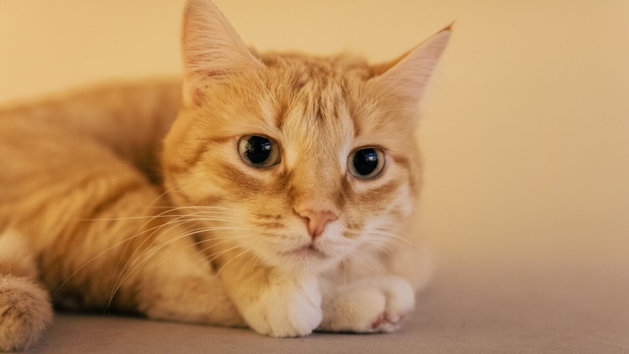 Gato en consulta veterinaria para una prueba de identificación