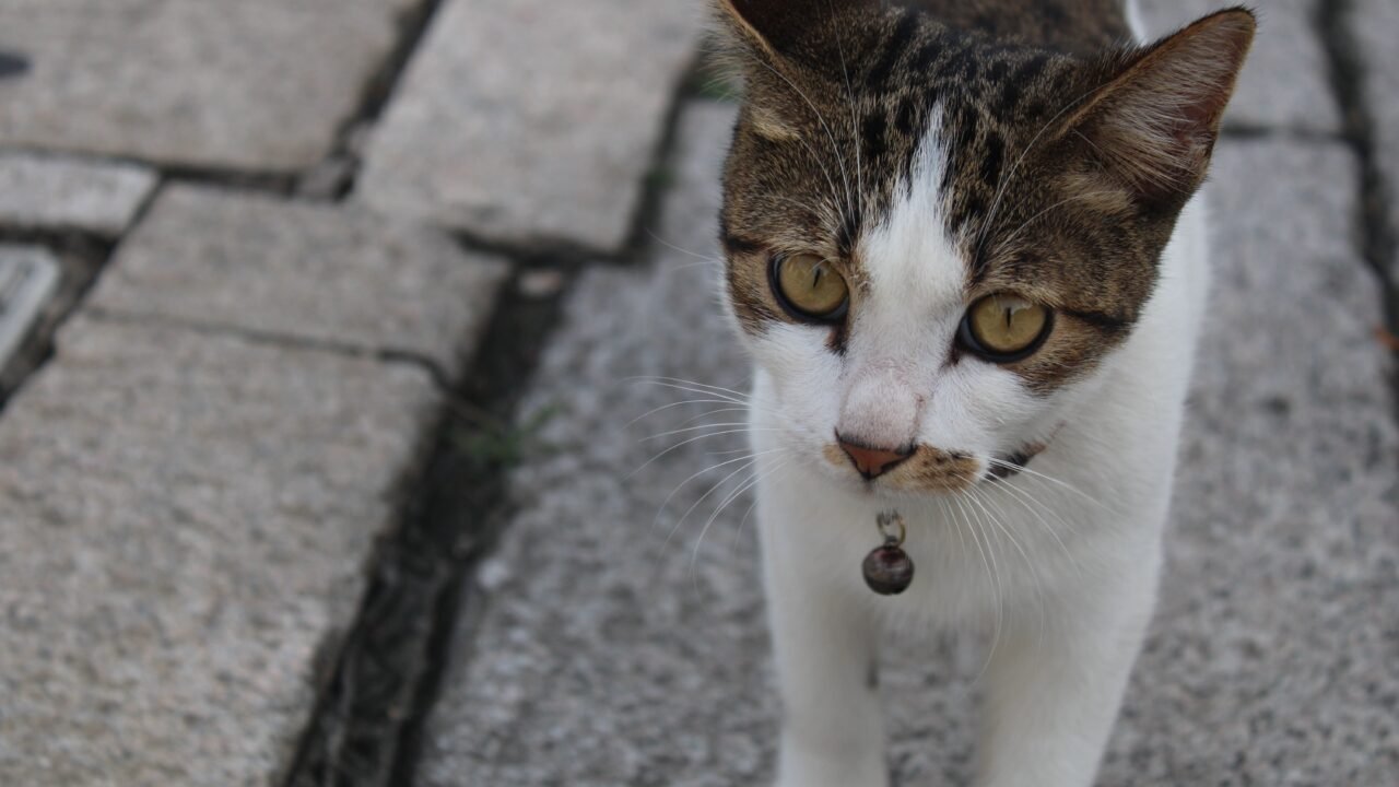 gatos de raza china — El gato que China domesticó y luego perdió