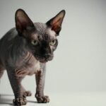 The World's Ugliest Cats: The Uncomfortable Secret Behind Their Faces