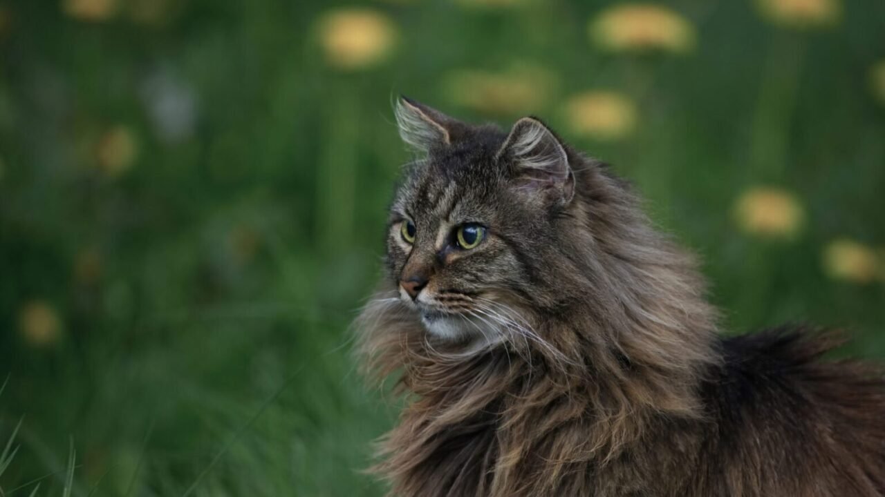 gatos raza bosque de noruega chile — ¿Cuánto te costaría un Bosque de Noruega? Prepárate para la verdad...