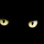 La asombrosa visión nocturna de los gatos: ¿Por qué ven mejor en la oscuridad?