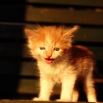 La explicación detrás de los tiernos sonidos de bebé que hacen los gatos