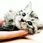 La Influencia de los Dueños en la Personalidad de sus Gatos: ¡Descubre qué tan cierto es!