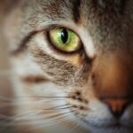 La sorprendente capacidad de regeneración de los bigotes en los gatos: ¡vuelven a crecer!