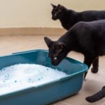 La verdad sobre usar arena de playa para la bandeja de tu gato