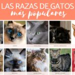 Las 10 razas de gatos más populares en México: Descubre sus características y personalidades únicas