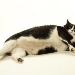 Las 5 razas de gatos más propensas a ser gorditas y cómo prevenirlo