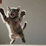 Cuántas veces come un gato bebé: la tabla por edad que evita el error más caro