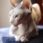 Las razas de gatos exóticos más fascinantes que debes conocer