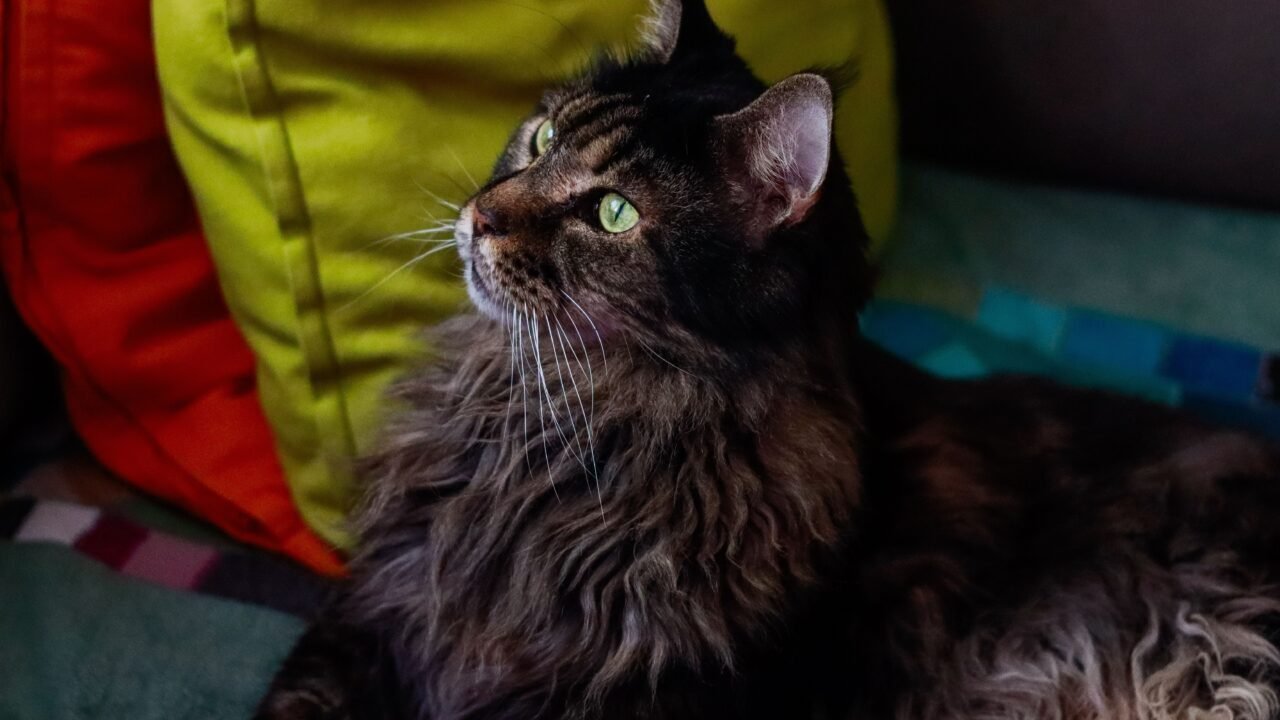 razas de gatos más inteligentes — 4. Maine Coon — el gigante que aprende como un perro