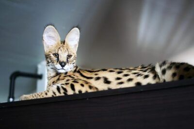 Los 10 gatos más caros del mundo: una mirada a las exclusivas razas