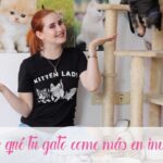 ¿Los gatos comen más en invierno? Descubre las razones detrás del aumento de su apetito