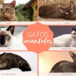 Los gatos de raza china: una mirada a la elegancia felina de Oriente