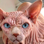 Los gatos más feos del mundo: una lista de las razas menos agraciadas