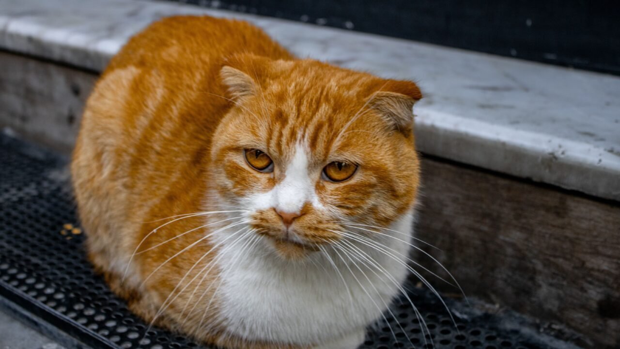 gatos más raros del mundo — 5. Gato Elf — el experimento de orejas dobladas hacia atrás