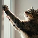 Para qué sirven las garras de los gatos (y por qué jamás debes quitarlas)