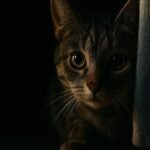 ¿Cuál es la personalidad de un gato? La ciencia encontró cinco
