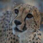 Descubre la sorprendente diversidad felina: ¿cuántas razas de gatos existen?