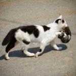 Porque los gatos cambian de lugar a sus crías