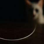 Qué significa encontrar un bigote de gato (y la señal que casi nadie sabe leer)