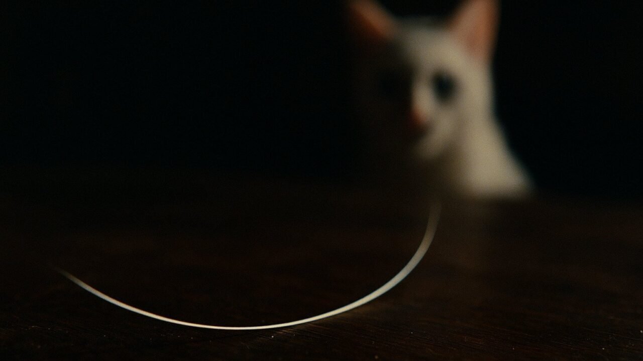 que significa encontrar un bigote de gato — Un bigote blanco, rígido, sorprendentemente grueso…
