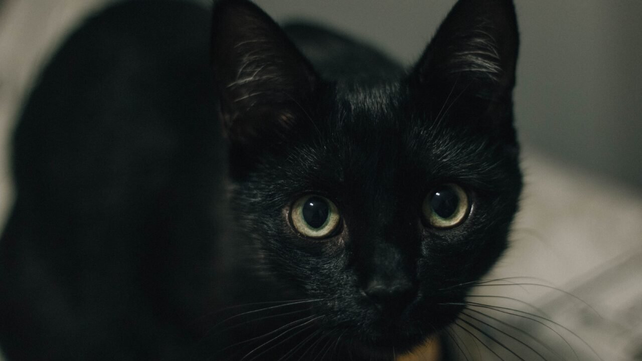 gato Bombay — La pantera que alguien decidió crear