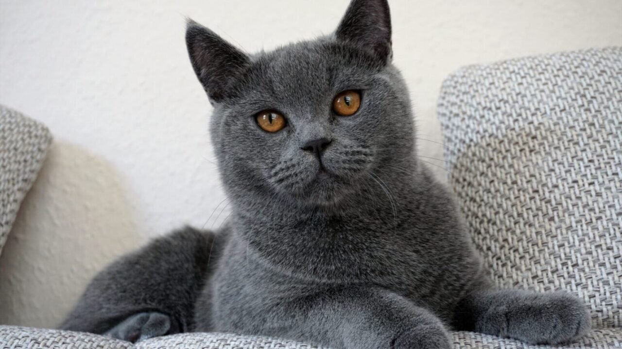 raza de gato british shorthair — ¿Cuáles son las características físicas más destacadas de la raza de gato British Shorthair?
