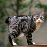 Descubre las fascinantes razas de gatos asiáticos para tener como mascota