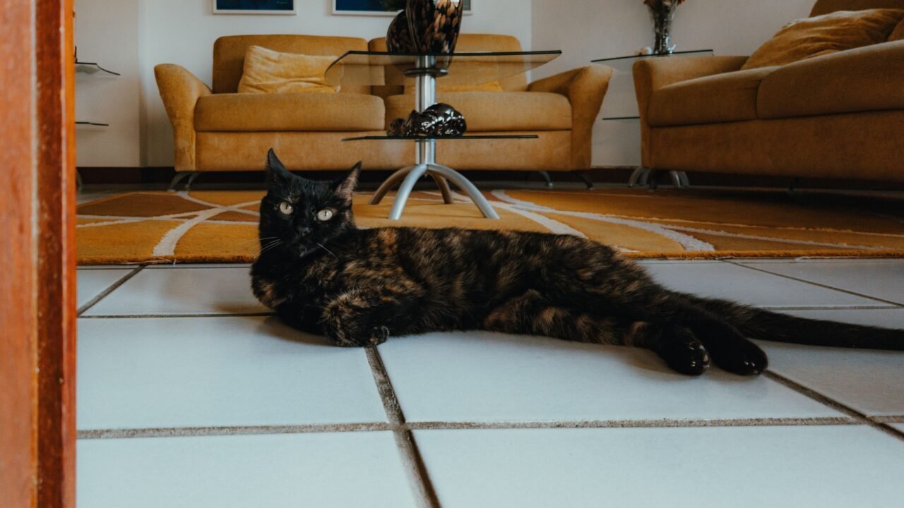 Los machos: el uno entre tres mil raza de gatos carey — Los machos: el uno entre tres mil