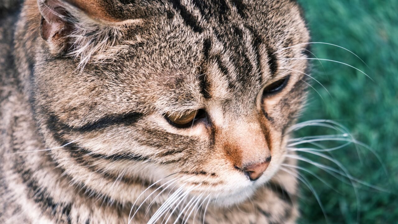 Las razas de gatos más propensas a la obesidad: descubre cómo prevenir raza de gatos gordos — En caso de que tu gato…