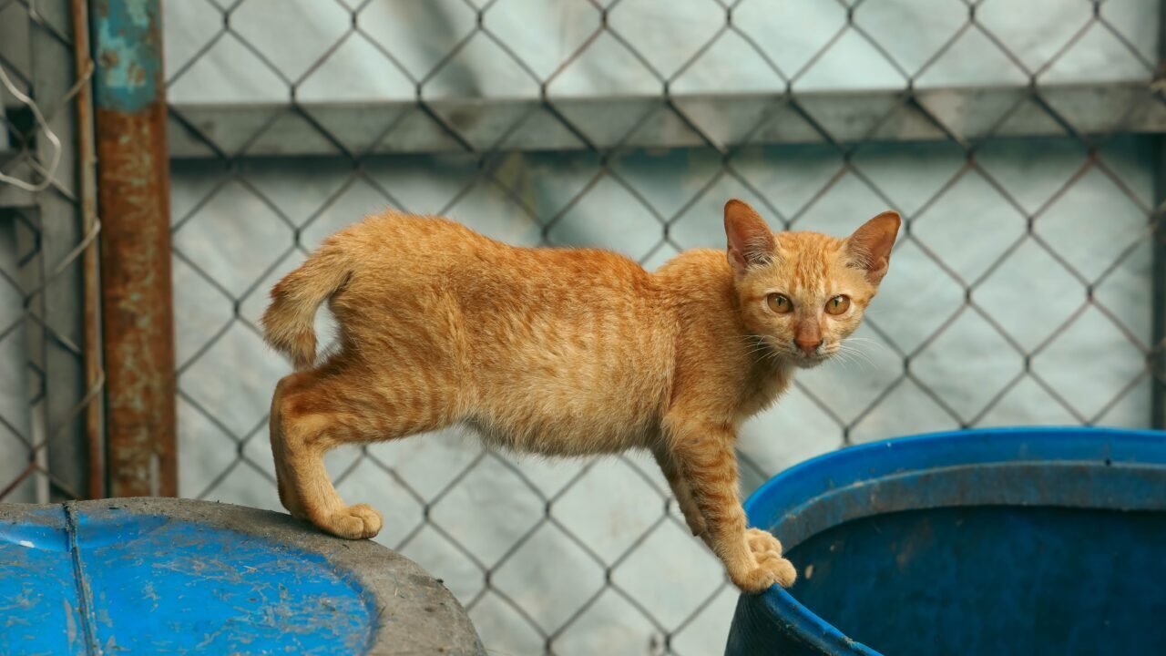 raza de gatos sin cola — La letra pequeña: el "síndrome del Manx"