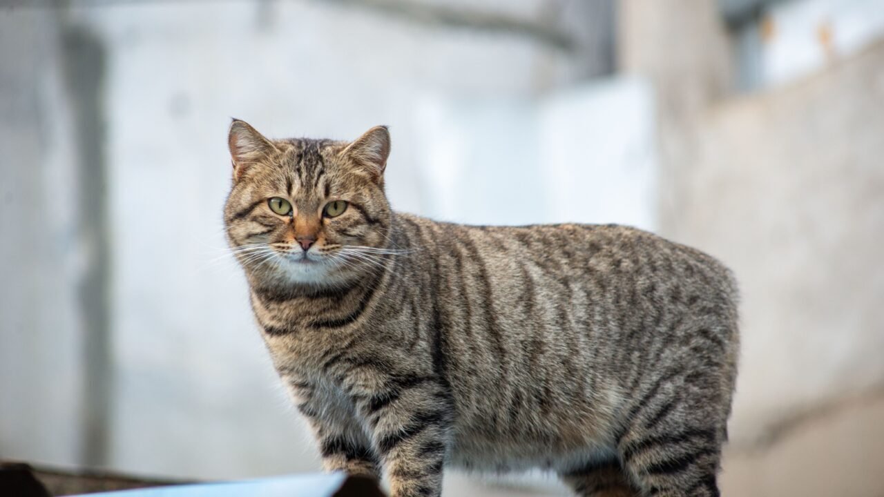 raza de gatos sin cola — Sin cola de verdad vs. cola corta: no es lo mismo (y aquí casi todos se equivocan)
