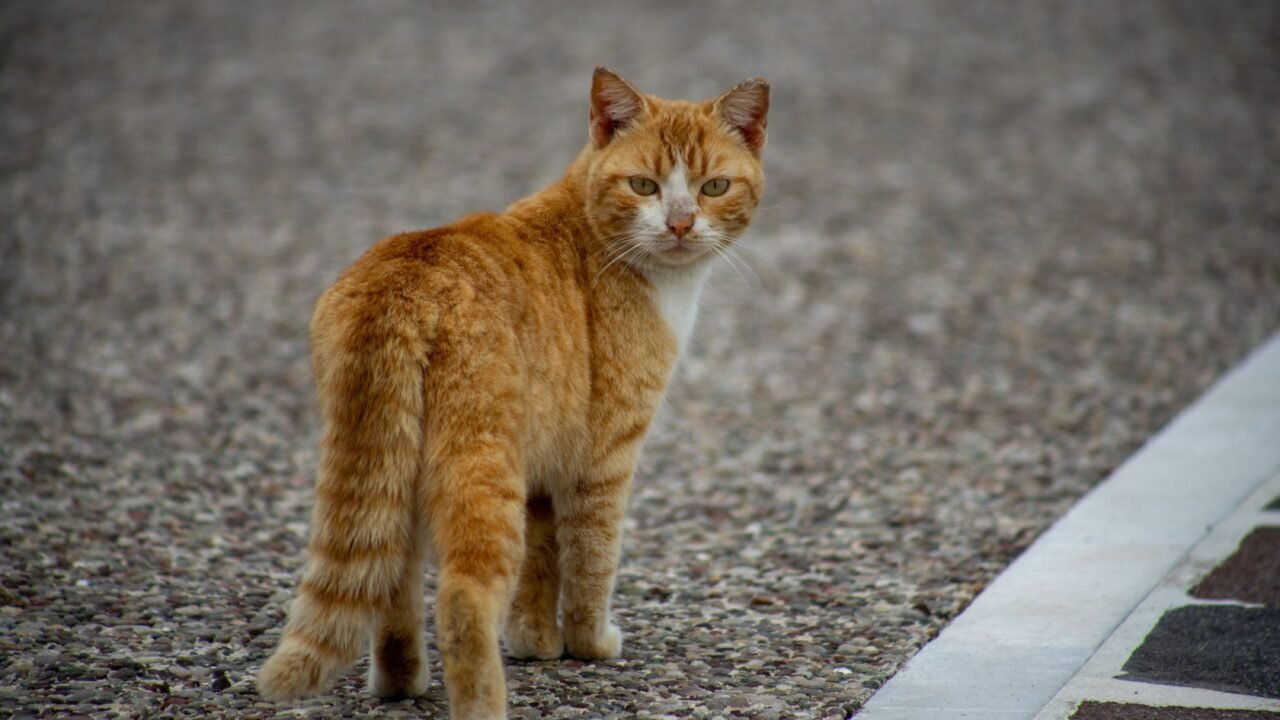 raza de gatos sin cola — ¿Y cómo es vivir con uno?