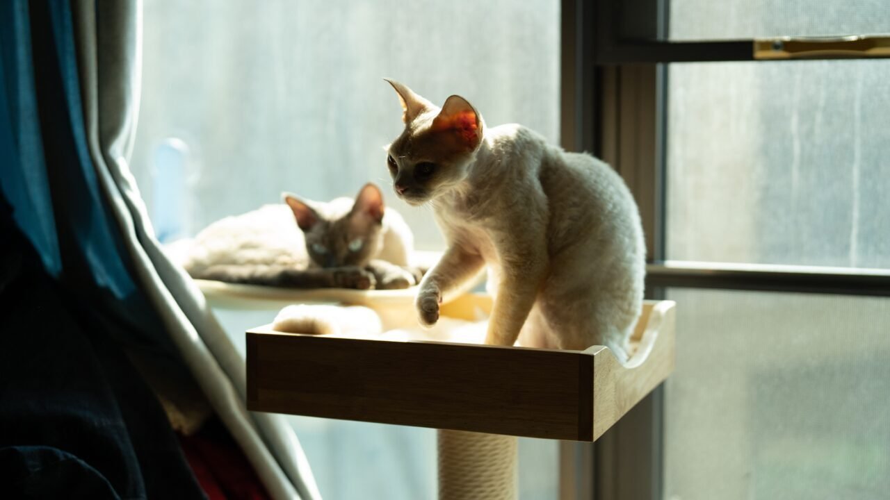 De gata olvidada a leyenda viva German Rex — De gata olvidada a leyenda viva