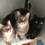 Razas de gatos callejeros: Conoce las diferentes especies que habitan en las calles