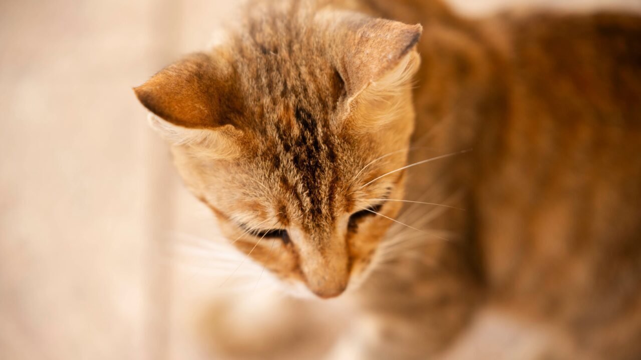 razas de gatos con orejas pequeñas — Qué hacer si igual te enamoraste de una de estas razas