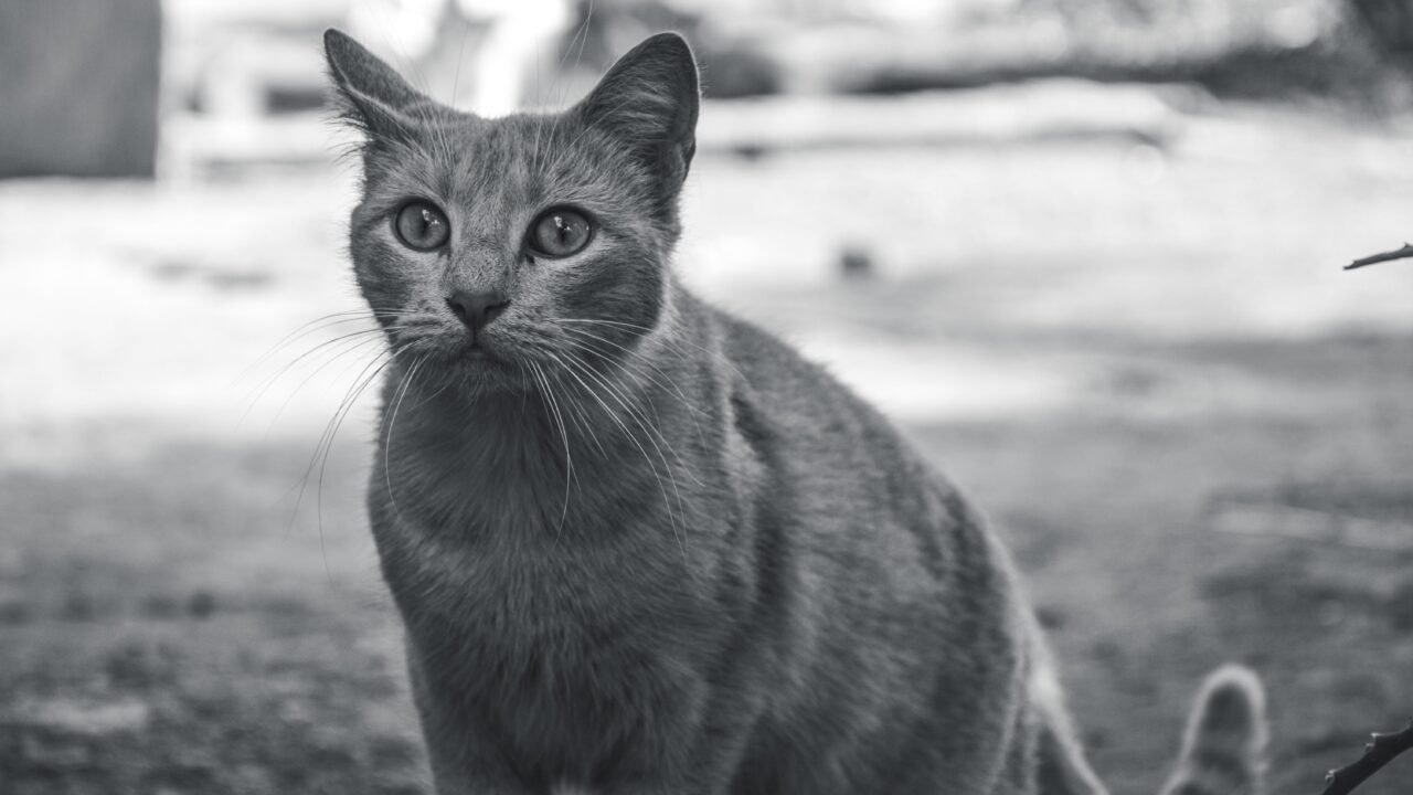 El secreto que los templos guardaban gatos egipcios — El secreto que los templos guardaban