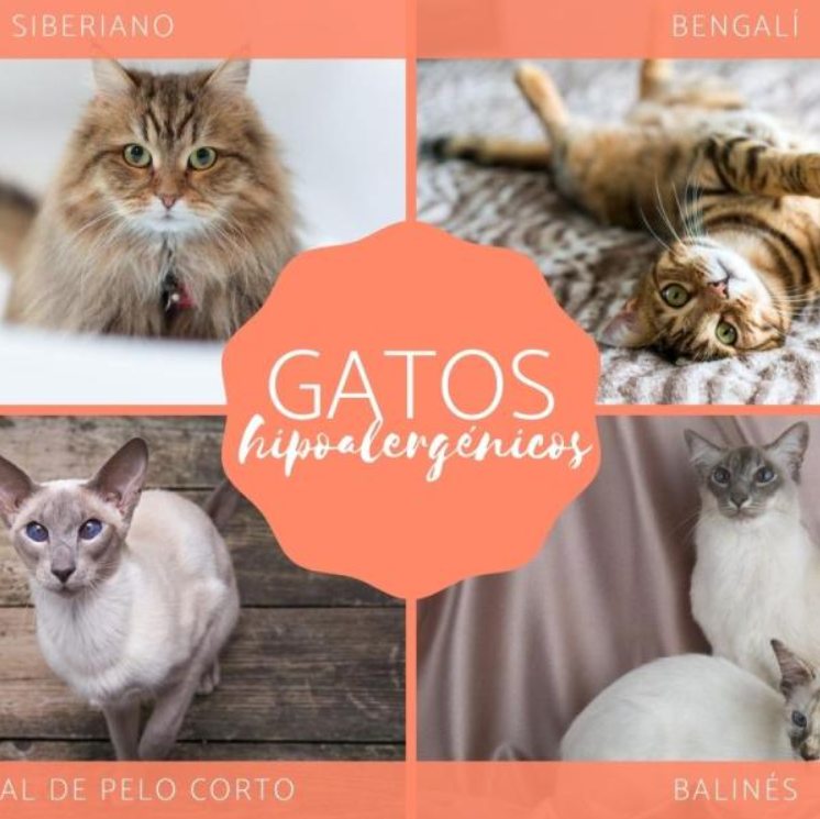 razas de gatos hipoalergenicos