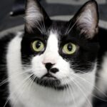 Conoce las increíbles características de las razas de gatos negro con blanco