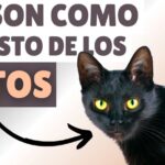 Descubre las maravillosas razas de gatos negros y su historia
