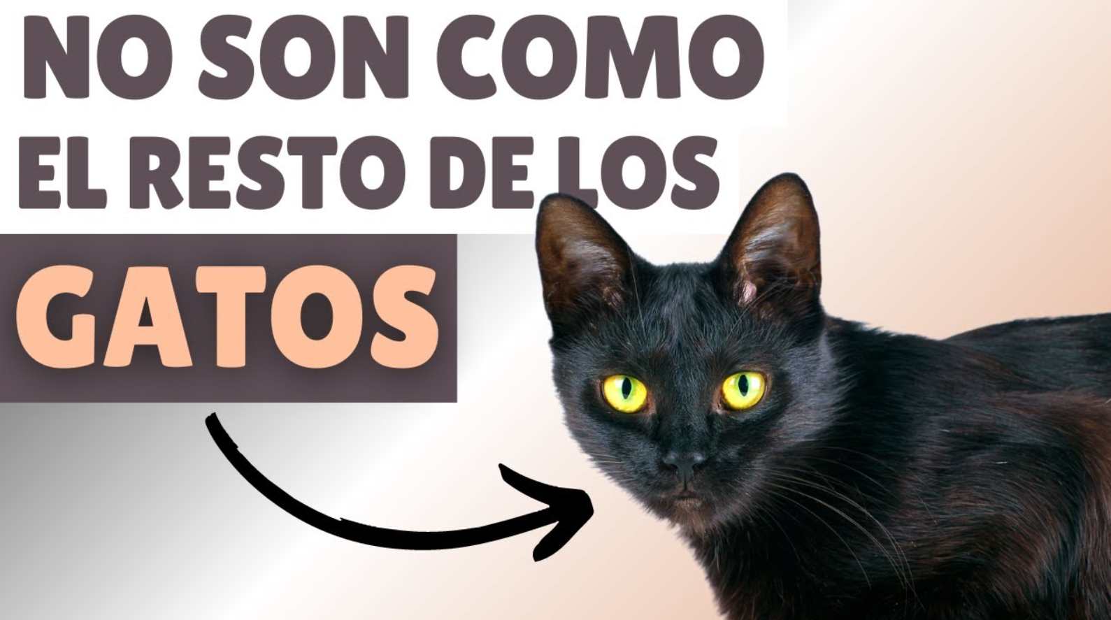 razas de gatos negros