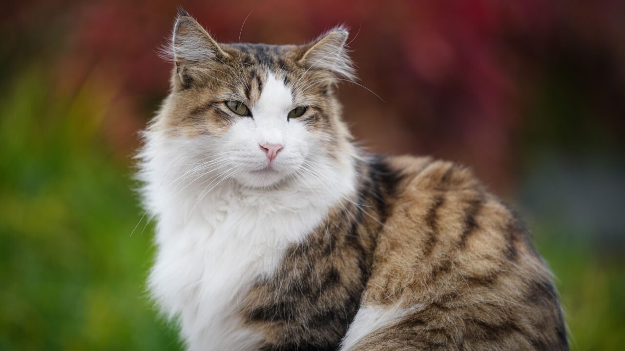 razas de gatos peludos — 5. Bosque de Noruega — el vikingo de doble abrigo