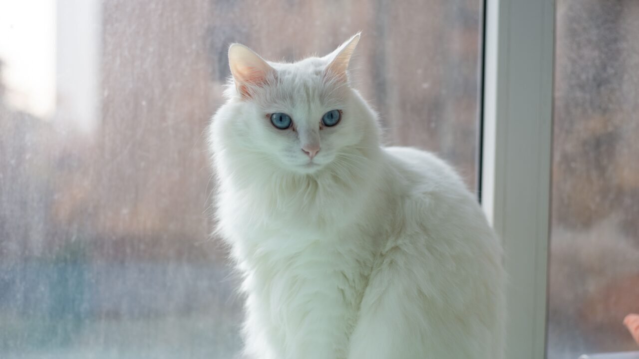 razas de gatos peludos — 7. Angora Turco — el bailarín de pelo largo