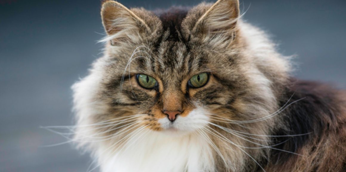 razas de gatos peludos