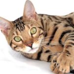 Descubre las razas de gatos más hermosas con pelaje rayado