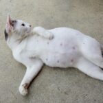 Síntomas que indican que tu gata está a punto de dar a luz: ¡Prepárate para la llegada de los nuevos miembros felinos de la familia!
